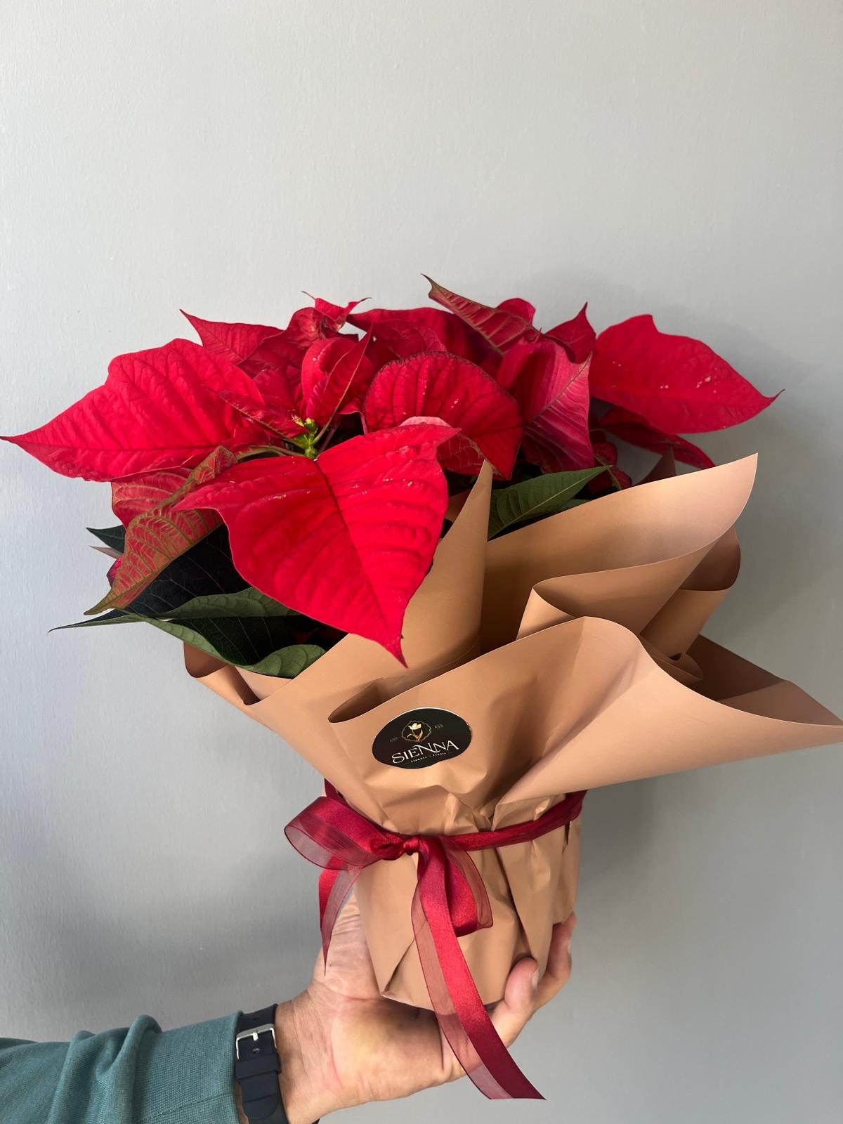 Ponsetia (Atatürk Çiçeği)