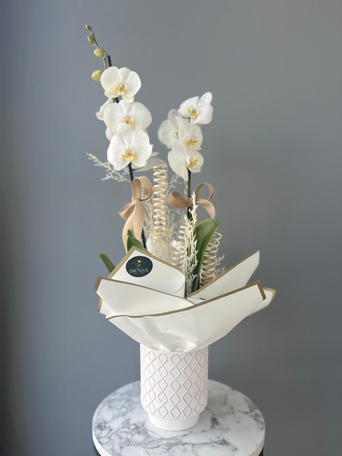 Beyaz çift dallı ithal orkide