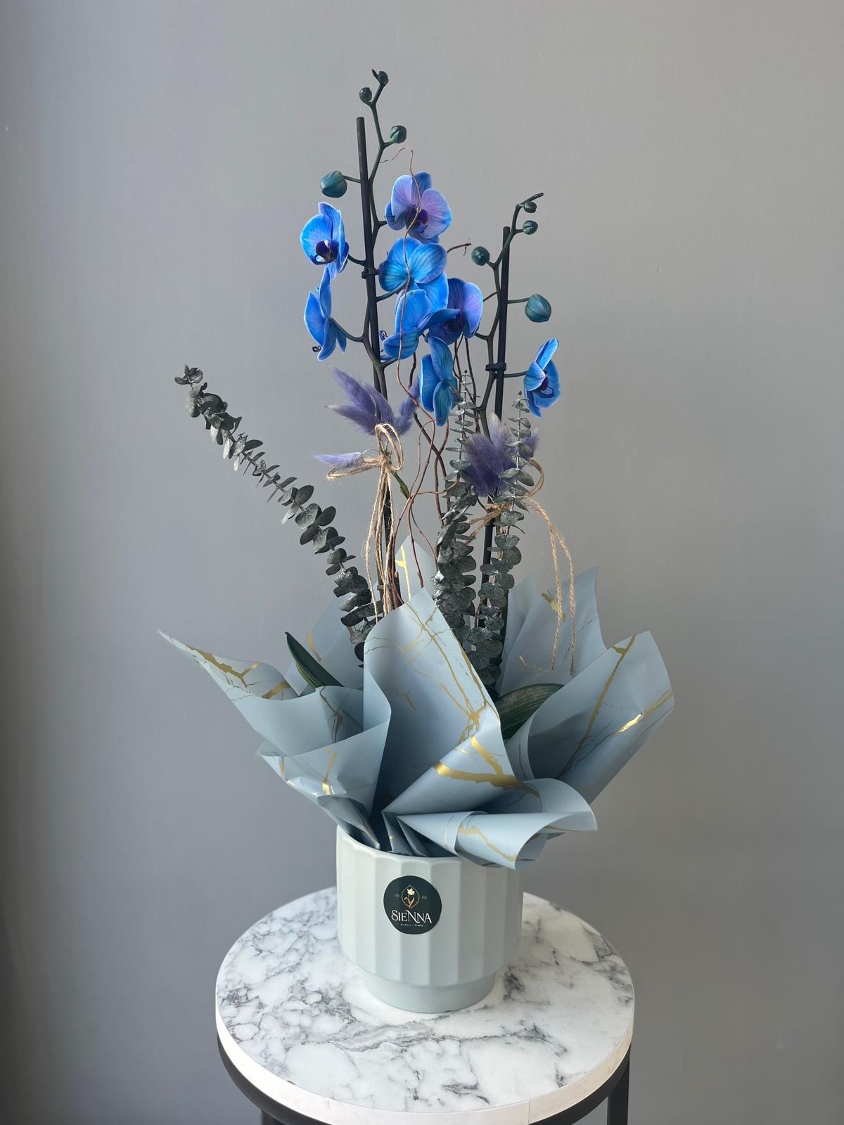 Dark Blue çift dallı orkide ithal