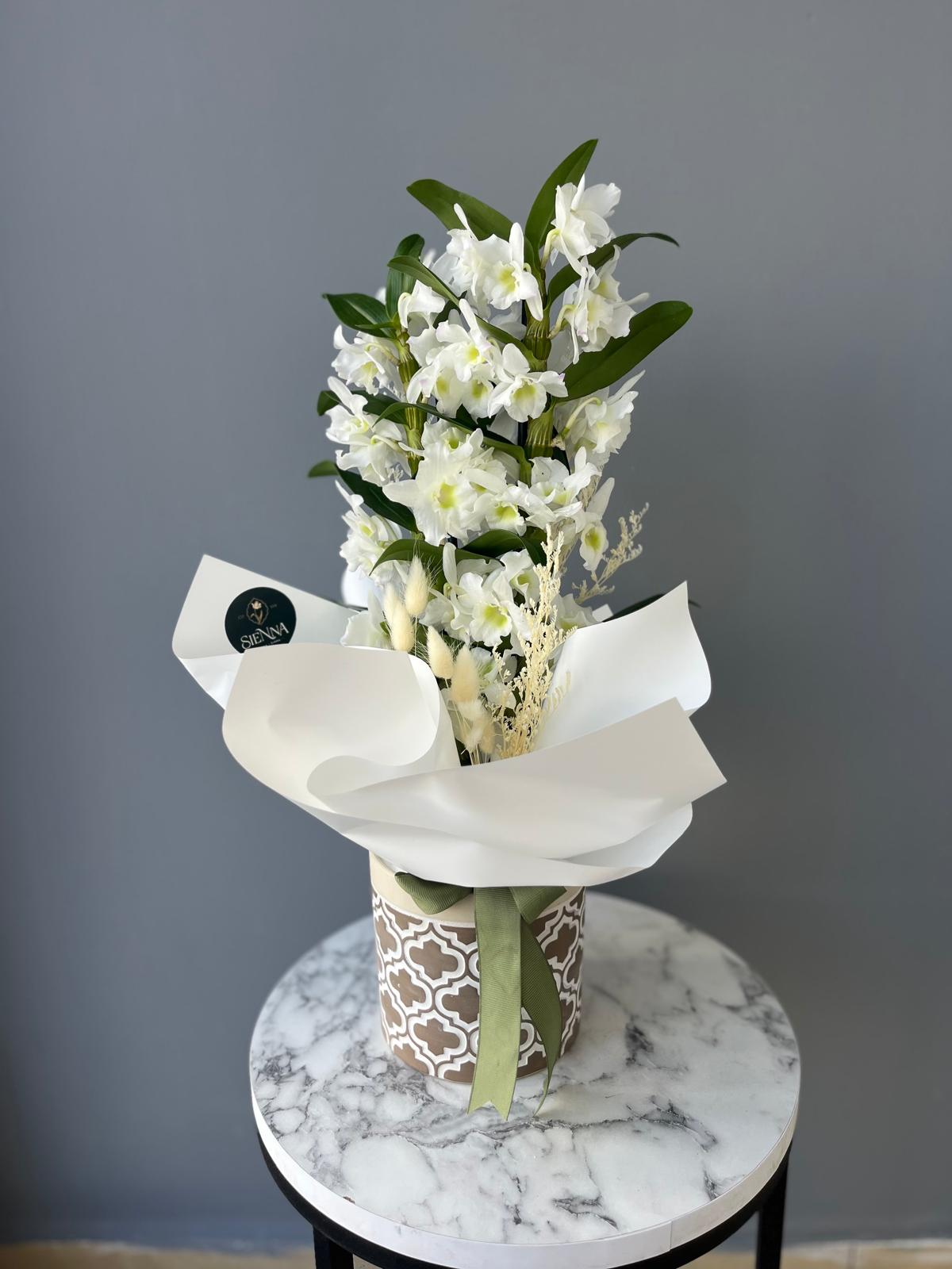 Dendrobium Beyaz kokulu orkide 