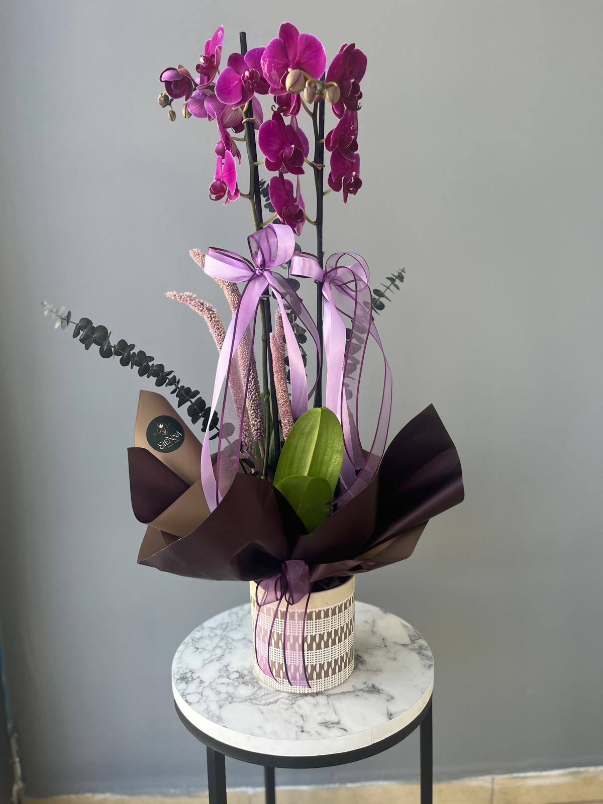 Dark pink çift dallı orkide 