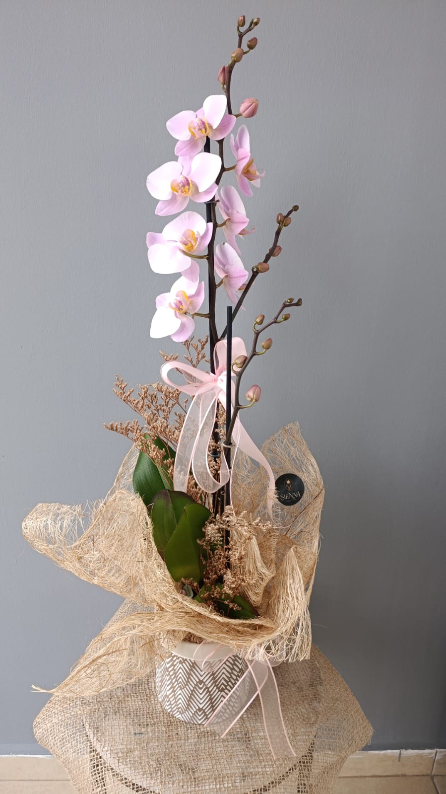 Light Pink Çift dal orkide 