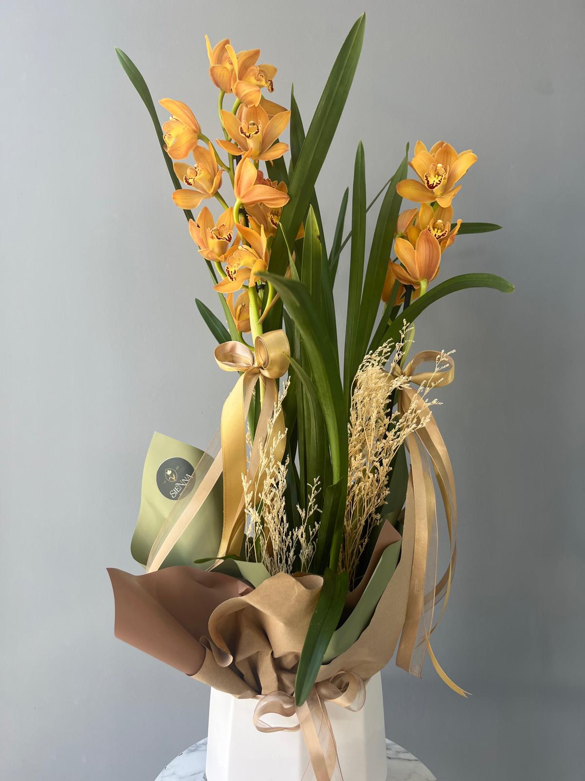 Amber Flame Cymbium Orchid