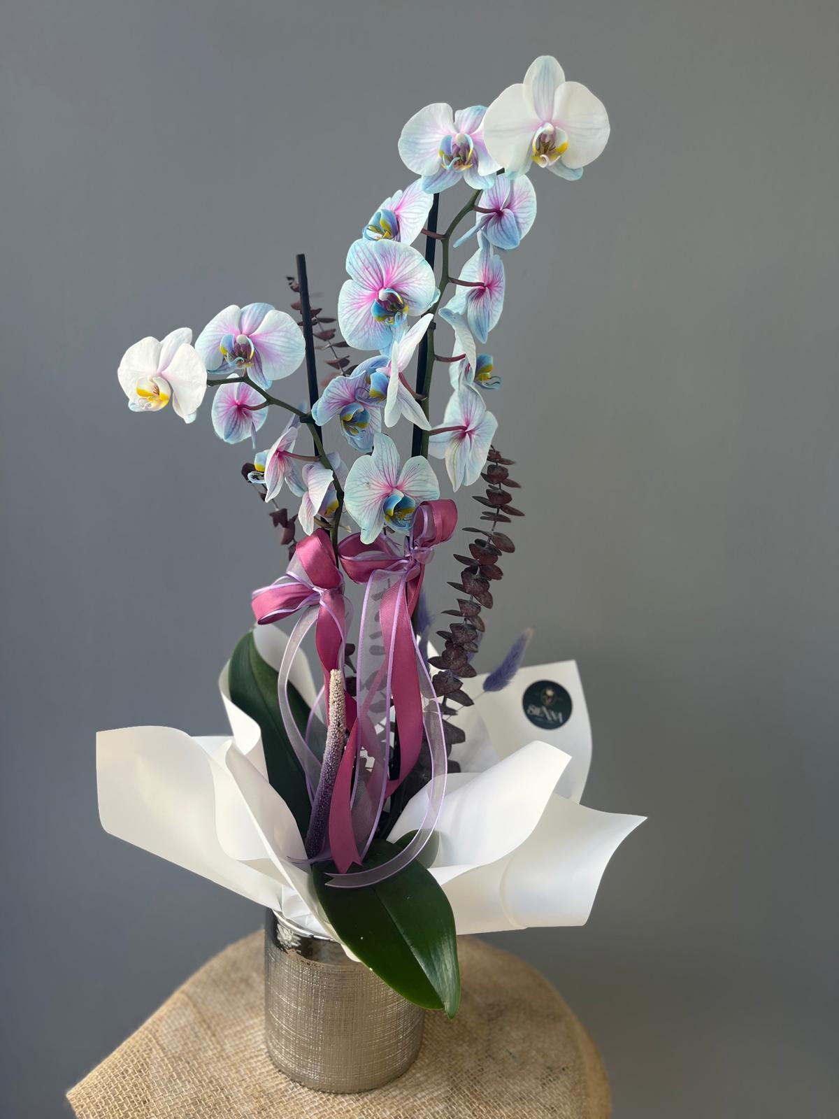 Light Blue Çift Dal Orkide